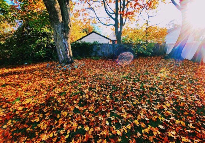 brown tree with yellow leaves on ground